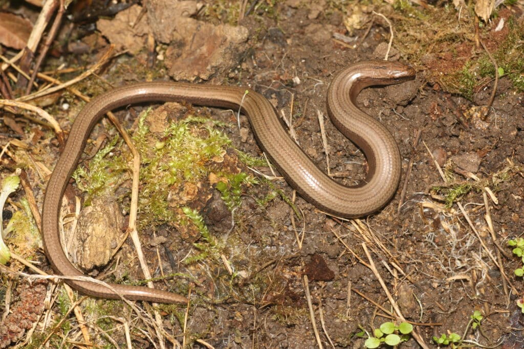 hazelworm