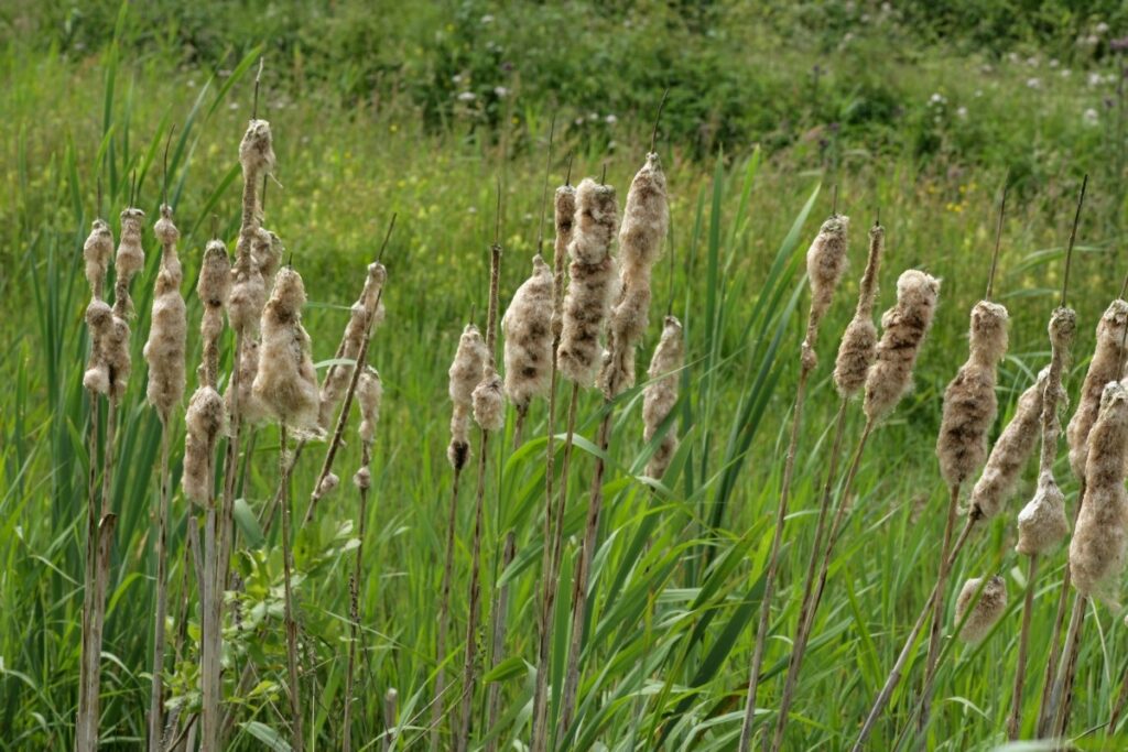 Staatsbosbeheer Jonathan leeuwis